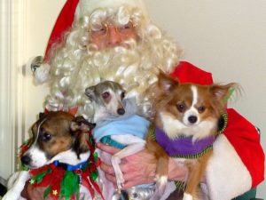 Santa with an armload of puppies.