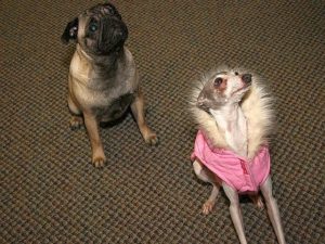 Leeloo and Olive, WSW Mascots Leeloo and Olive, WSW Mascots