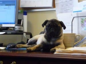 Olive Awesomeness, the world's greatest paperweight. Olive Awesomeness, the world's greatest paperweight.