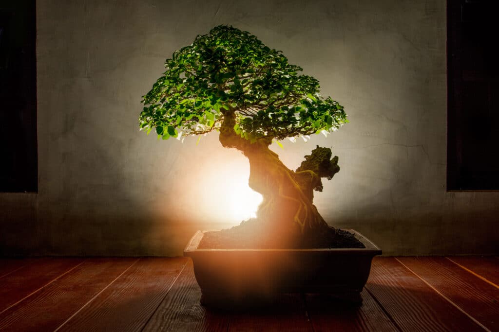 Bonsai Tree symbolizing thoughtful pruning with warm light for care, like the approach taken when employee termination is done with compassion; terminating employee with compassion; firing with dignity
